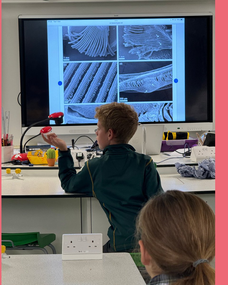 Edgeborough School tweet media