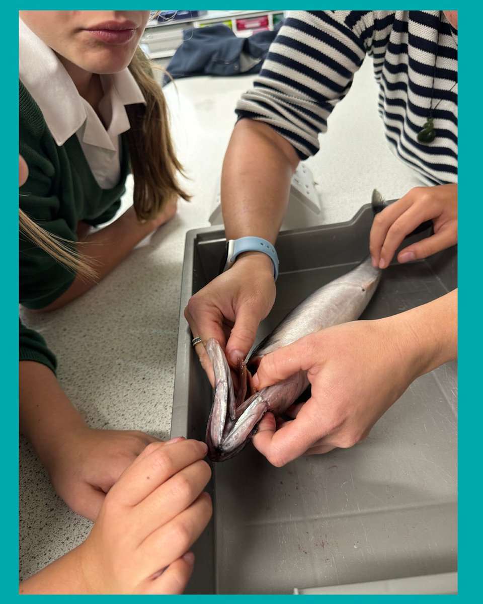 🔬 At Edgeborough, our Academic Scholars dive deep into learning! In a recent seminar, they explored gas exchange in fish, linking it to humans and plants—key GCSE Biology concepts. 🧠💡 A test of critical thinking and discovery!🧬🐟 #STEMEducation #HandsOnLearning