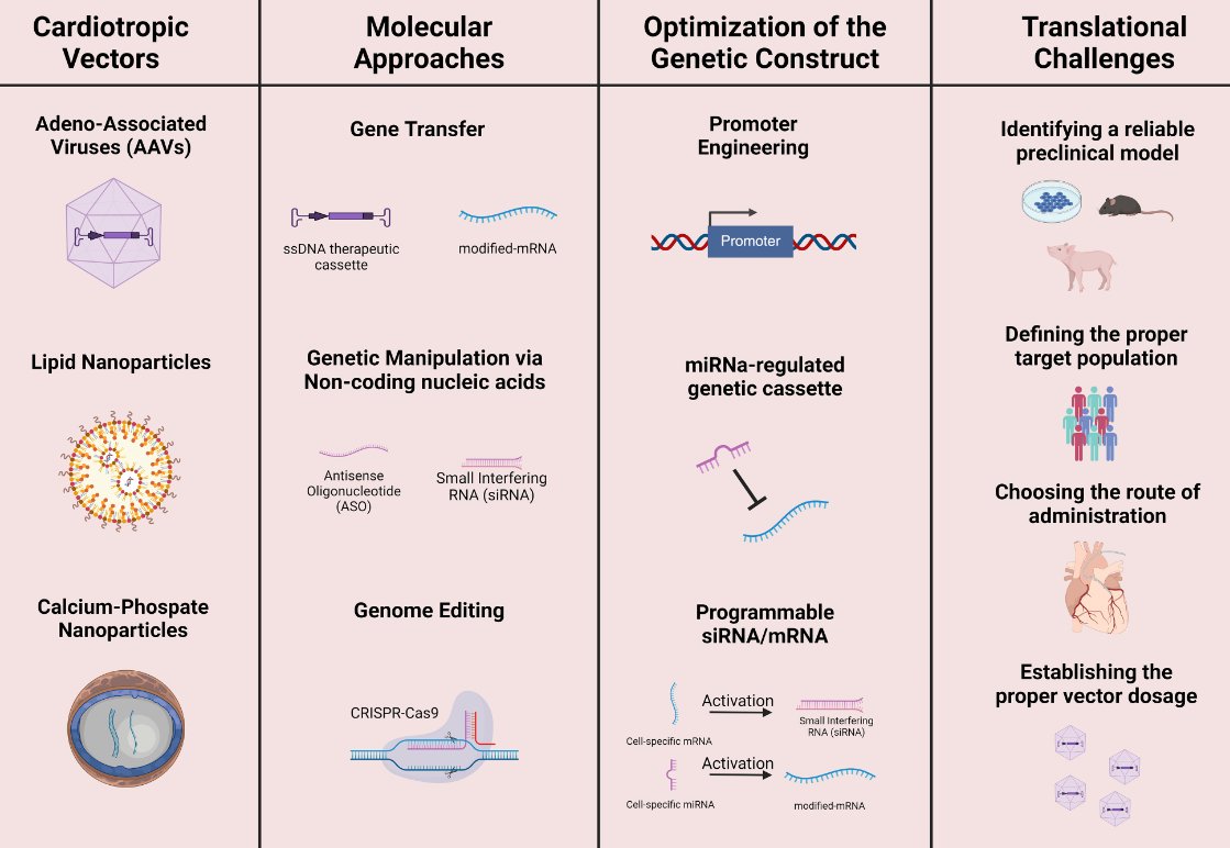 State-of-the-art Review of #gene therapy for cardiac diseases

Discover the latest advancements in #cardiac gene therapy including methods, challenges, future directions, &amp; more bit.ly/3XYrWaq

<a href="/CVR_TomaszGuzik/">CVR Tomasz Guzik</a> <a href="/DrMikeDrozd/">Mike Drozd</a> <a href="/glenpyle/">Glen Pyle | #WomensHeartHealth ❤️‍🩹🖇️</a> <a href="/Sarah_KBrown/">Sarah Brown</a> #CardiovascularResearch