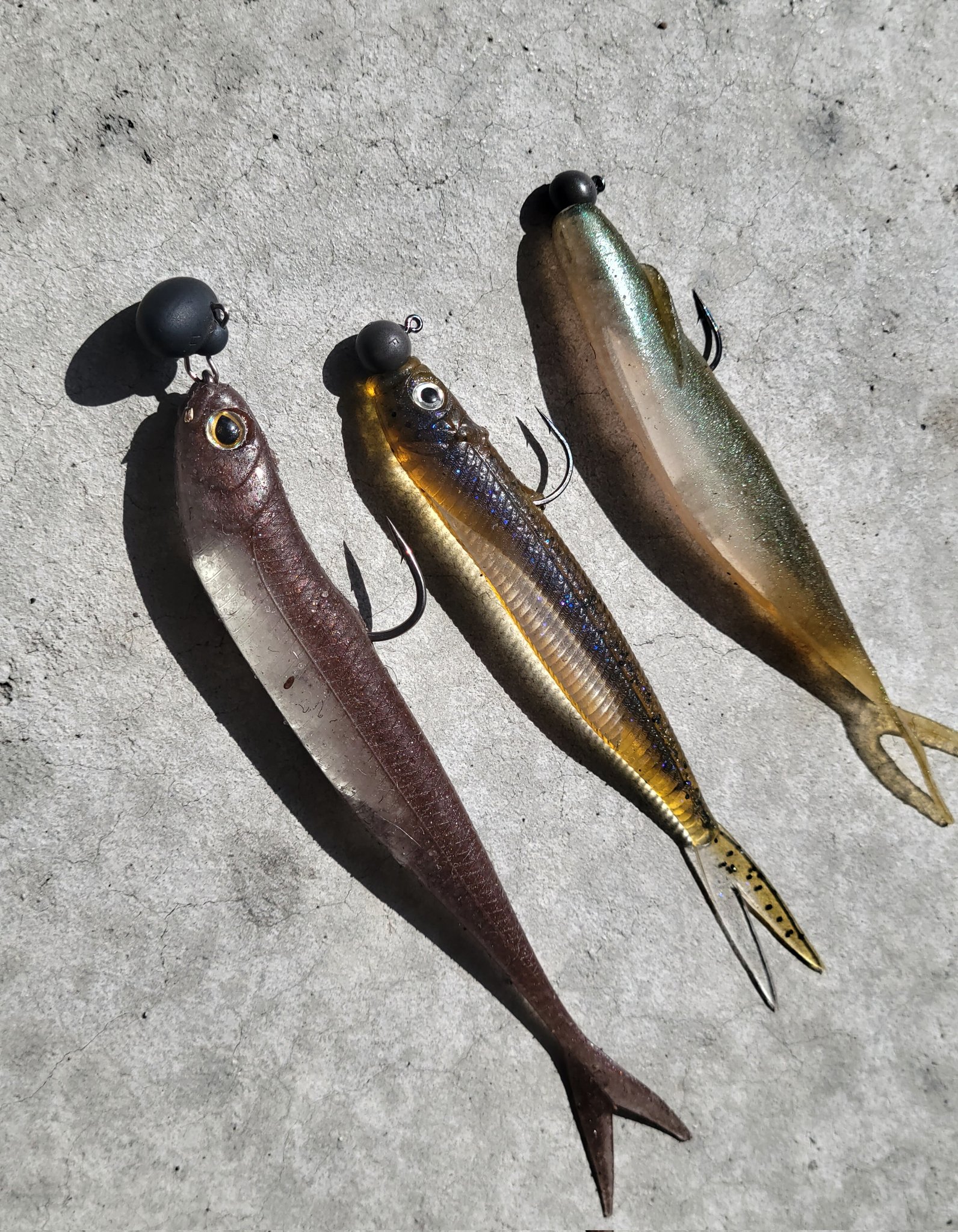 冨沢 真樹 (河口湖·相模湖バス釣りガイド☆トミーガイドサービス