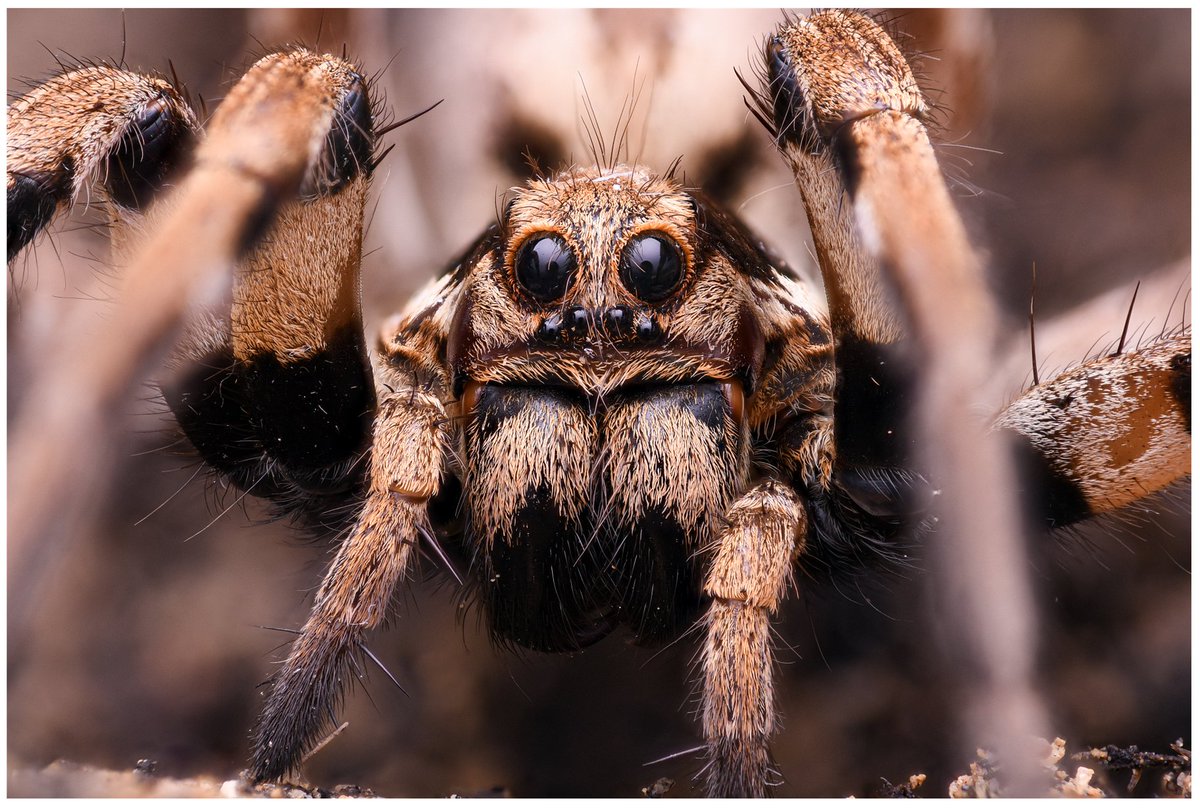 LOEWE Centre Translational Biodiversity Genomics (@loewe_tbg) on Twitter photo A <a href="/LOEWE_TBG/">LOEWE Centre Translational Biodiversity Genomics</a> team around <a href="/LuddeckeTim/">Dr. Tim Lüddecke</a> & Josephine Dresler <a href="/Tschosei/">Josephine Dresler</a> discovered a large diversity of #enzymes in spider #venom 🕷️. They could be of great value for bioeconomic applications.
Publ. in <a href="/npjbiodiversity/">npj Biodiversity</a>: doi.org/10.1038/s44185…
Press release: sgn.one/00k A <a href="/LOEWE_TBG/">LOEWE Centre Translational Biodiversity Genomics</a> team around <a href="/LuddeckeTim/">Dr. Tim Lüddecke</a> & Josephine Dresler <a href="/Tschosei/">Josephine Dresler</a> discovered a large diversity of #enzymes in spider #venom 🕷️. They could be of great value for bioeconomic applications.
Publ. in <a href="/npjbiodiversity/">npj Biodiversity</a>: doi.org/10.1038/s44185…
Press release: sgn.one/00k