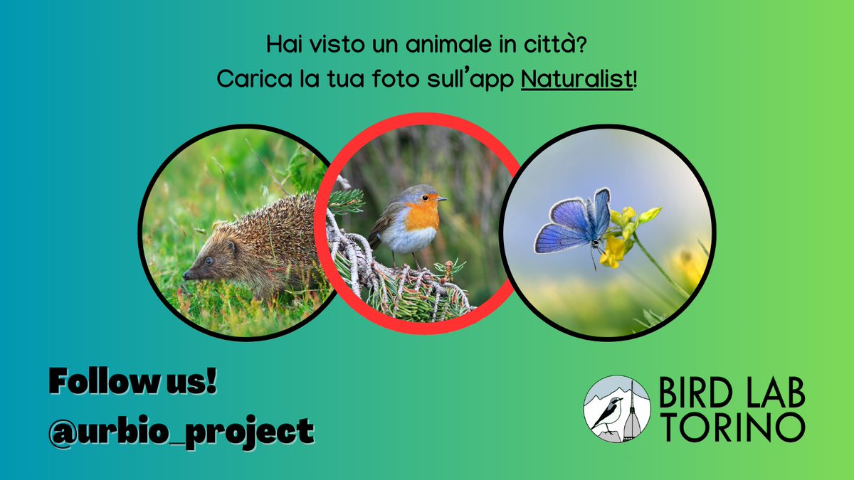 Il pettirosso è un piccolo uccello canoro, comune in giardini  e parchi urbani con l'arrivo dell'inverno 🎶🏡🍂❄️

Vuoi aiutarci a monitorare gli animali della tua città? Diventa #volontario! urbio.unimi.it

#biodiversity #citizenscience #pettirosso #Erithacusrubecula