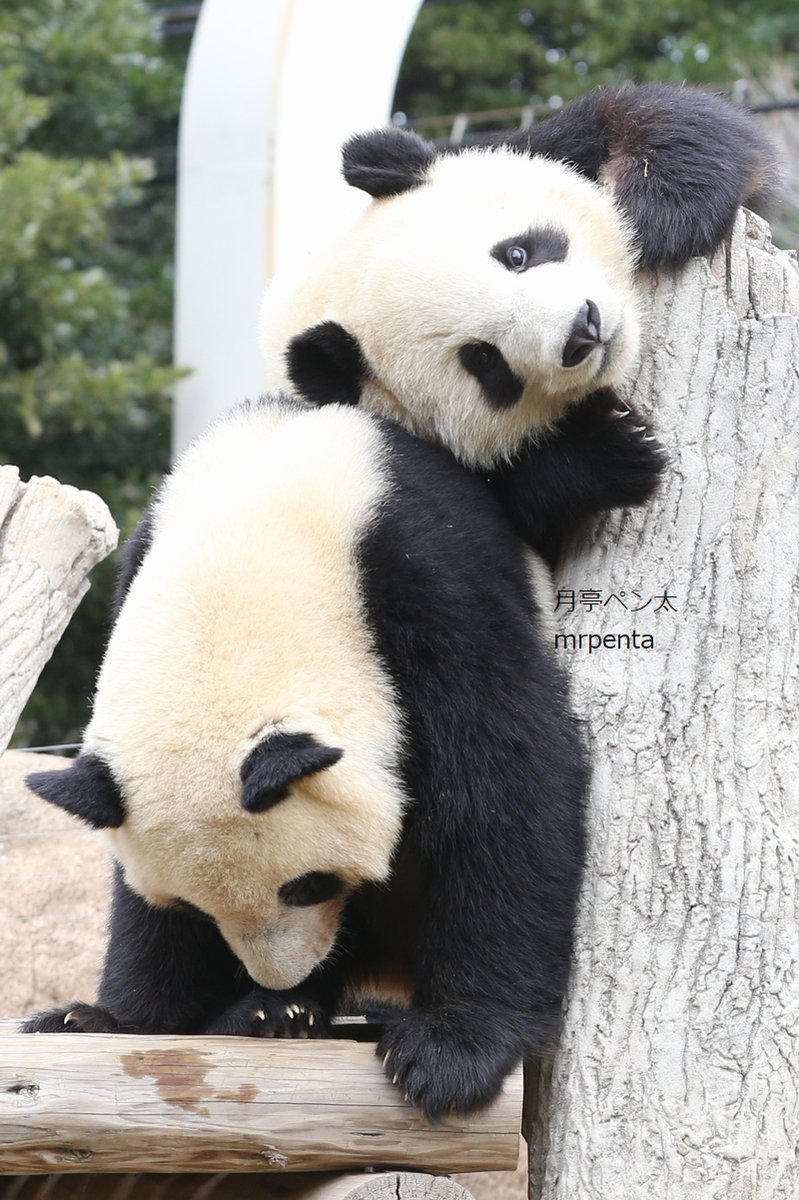 mrpenta1's tweet photo. シャオシャオ レイレイ 2014.01.11 #上野動物園 https://t.co/ZM4Hbqzqgg