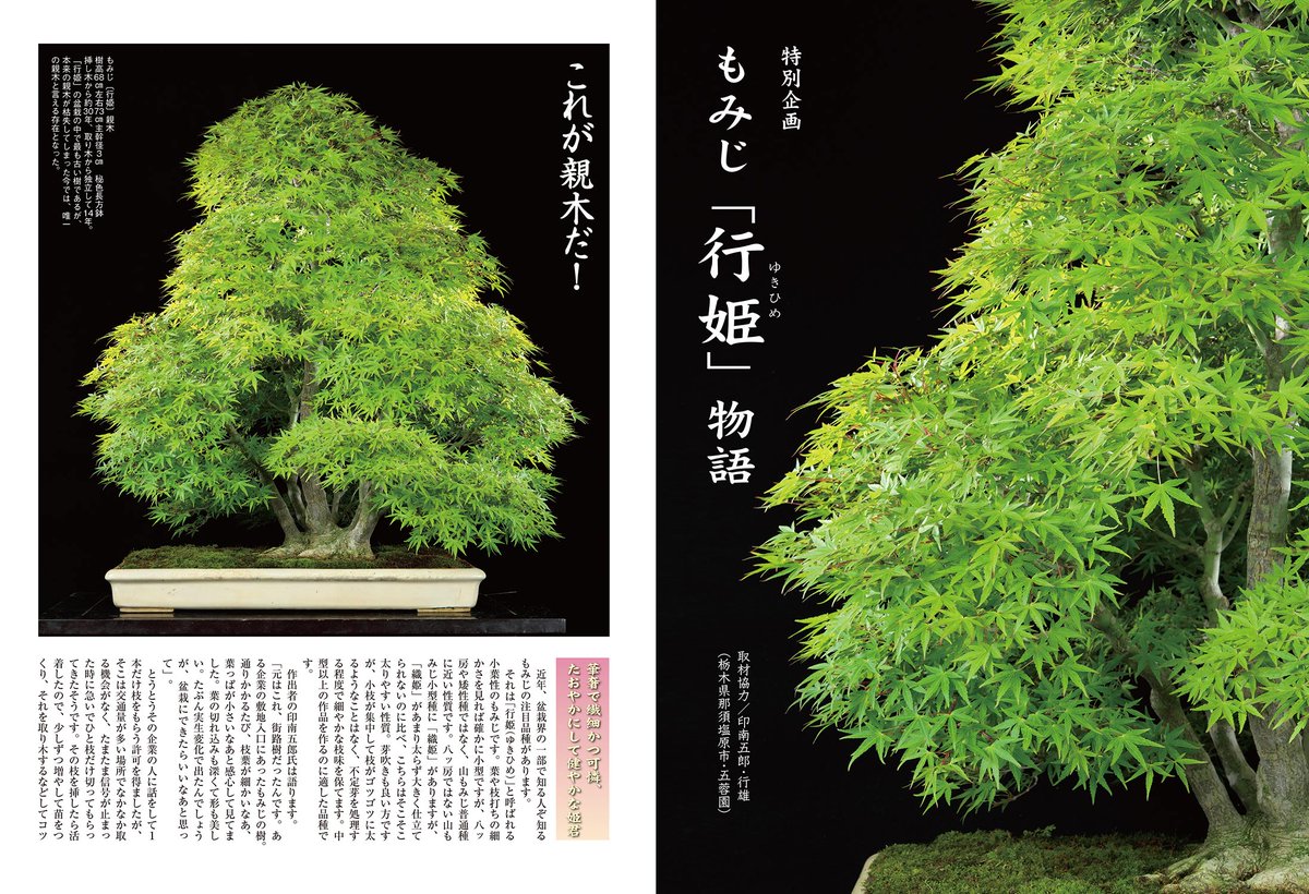 月刊「 #近代盆栽」2024年11月号(10/4発売) 特別企画 もみじ「行姫