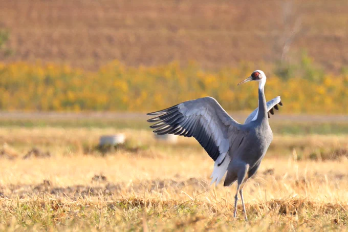 寒くなったらまた野鳥撮りに行きたい〜 鳥以外とエンカウントするのも楽しい #野鳥