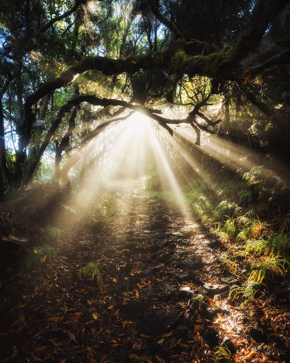 ✨ En #BreñaBaja tenemos un pacto con la luz 🤩 Y no hay que asustarse, que kilovatio/hora no se mide en euros, sino en pasos caminados 👣 O sea, que por “Ende sa”lir de casa es la única obligación ⚡️ 

#LaPalma #Canarias #naturaleza #senderismo