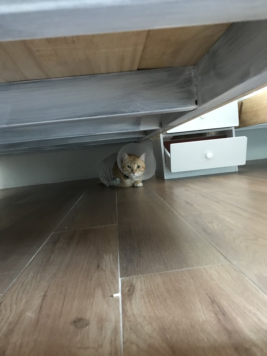 view_yoshi's tweet photo. ย้ายที่นอนอีกสองวัน 
#น้ําท่วมเชียงใหม่2567 
#น้ําท่วม2567 #Chayen #Orange #Cat https://t.co/5NZOQIP4Yn