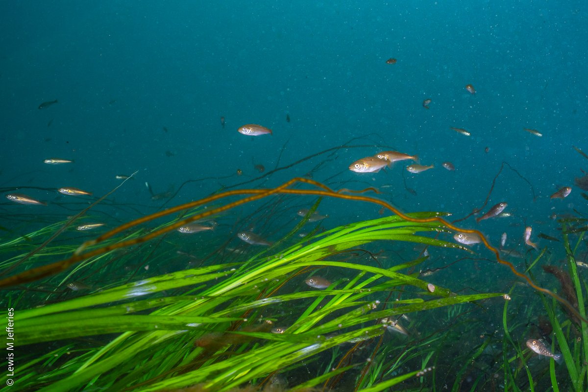 #worldhabitatday

Seagrass meadows are havens of #biodiversity - providing food, #habitat, and shelter to thousands of species of fish, invertebrates, mammals, reptiles, and birds 🌱

📸<a href="/lewismjefferies/">Lewis Michael Jefferies</a>