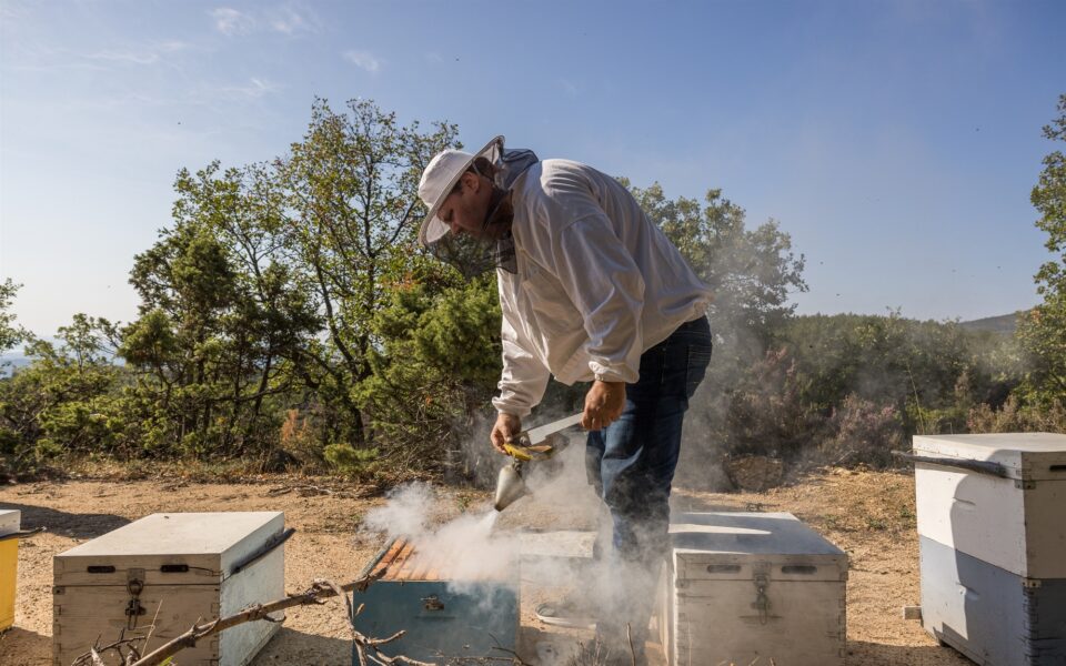 Greek honey production plummets due to climate change dlvr.it/TF4KtW