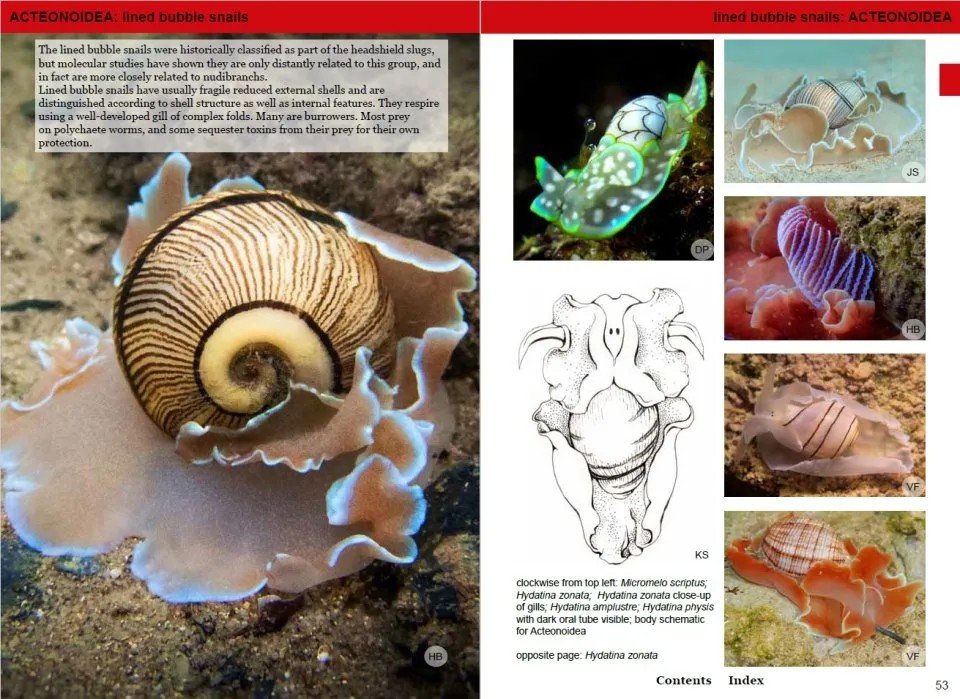 Now in stock: Southern African Sea Slugs nhbs.com/southern-afric… #seaslugs #nudibranchs #marine