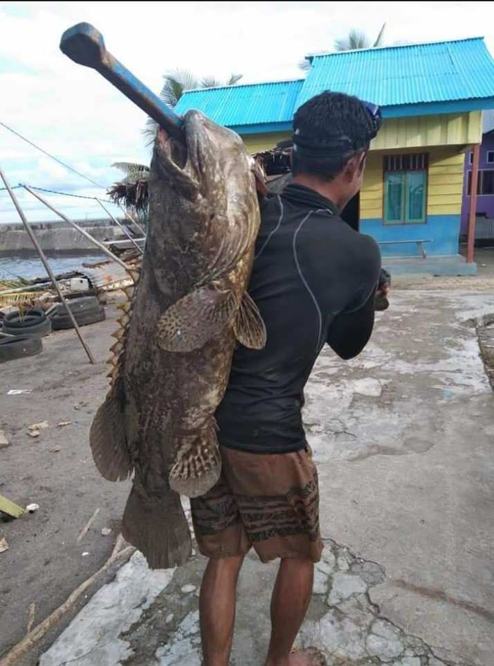 Abil_Ibil's tweet photo. Senin 07/10/24,Abdul Yusup Tiapon,Luhkan Kab Halmahera Tengah, dengan bpk Yuslan Latenda Nelayan Desa Loleo, Hasil tangkapan ikan kerapu macan dan kerapu kertang 106 kg #GiatLuhkanSatminkalAmbon
#LuhLapor #Halteng @BP3_Ambon https://t.co/neI3LERmnO