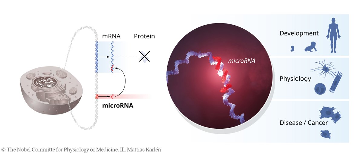 Understanding the regulation of gene activity has been an important goal for many decades. If gene regulation goes awry, it can lead to serious diseases such as cancer, diabetes, or autoimmunity.

#NobelPrize