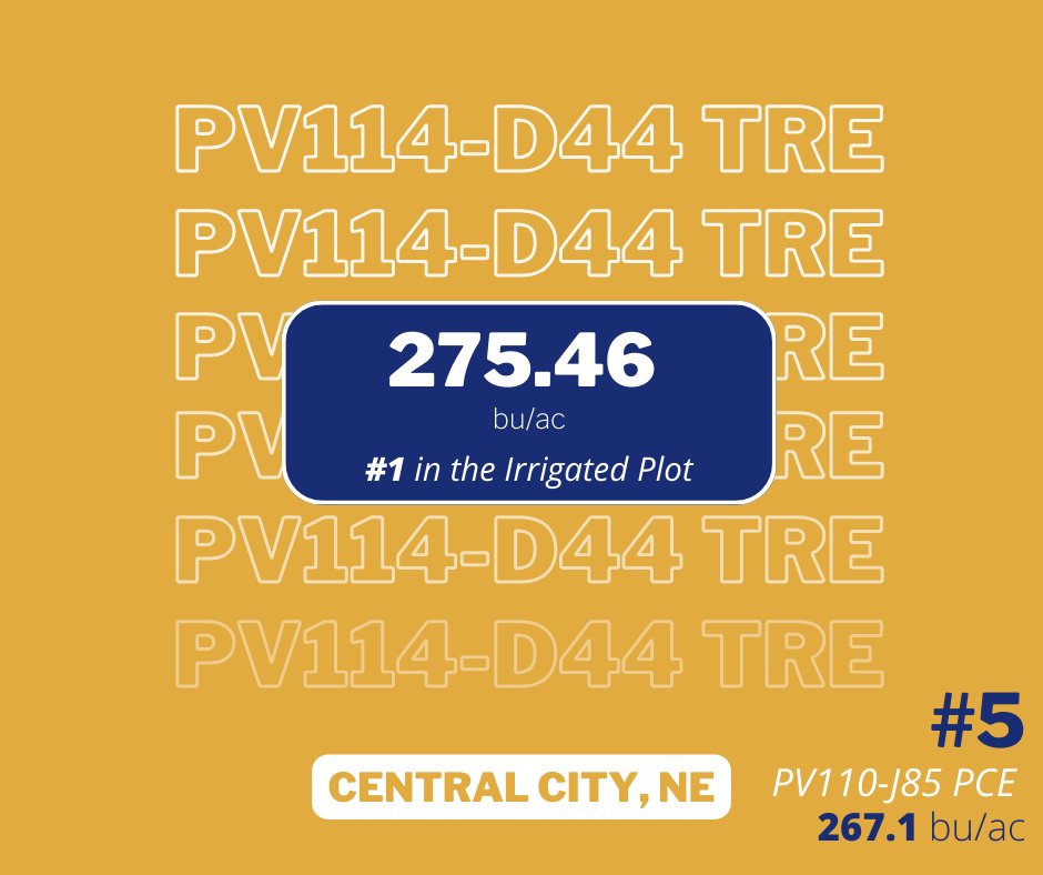 PV coming in strong in this irrigated corn plot in Central City, NE! #1 with PV114-D44 and #5 in this large 6 brand hybrid plot. #growwithoutlimits