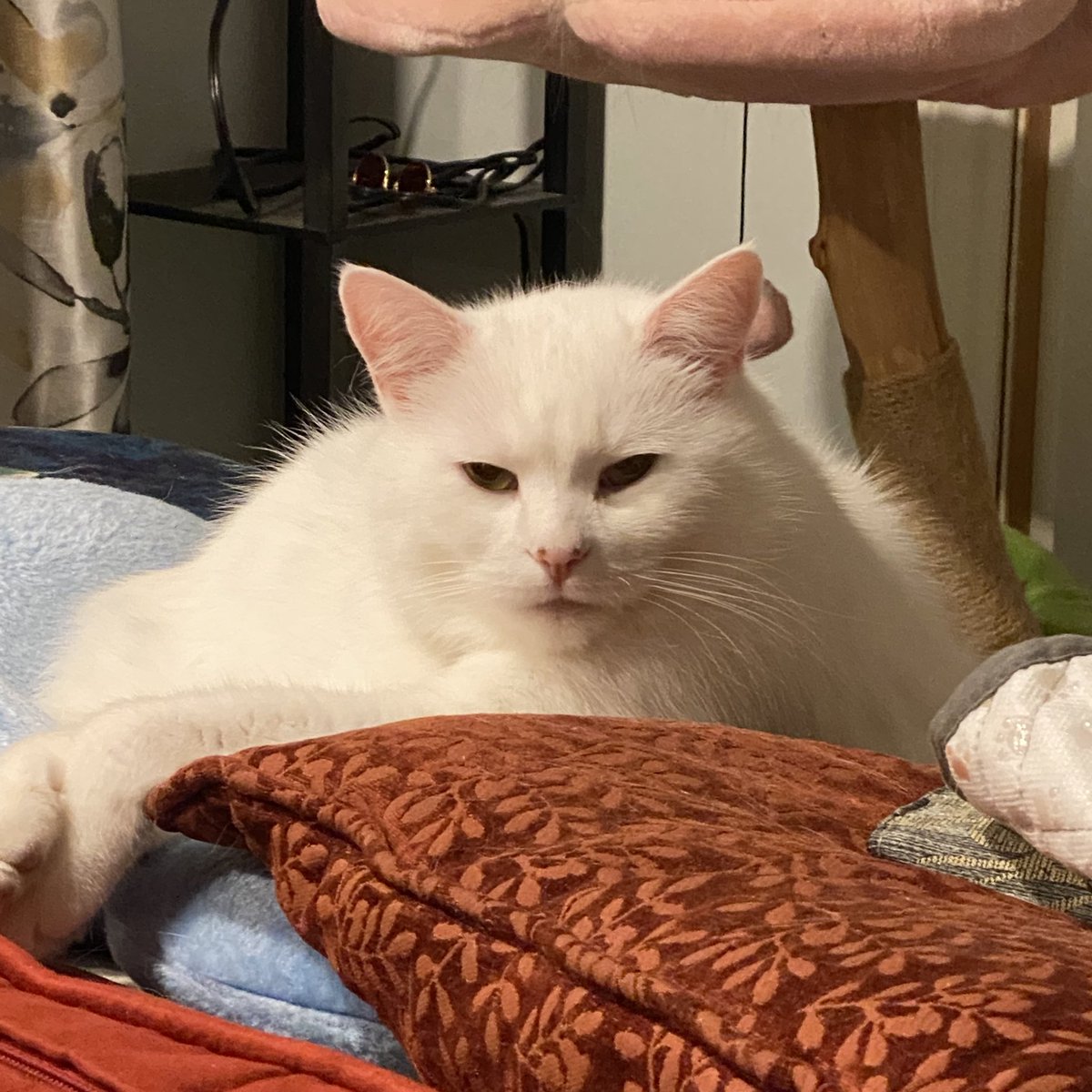 I’m channeling directly into your soul, and I’m telling it to bring me taters 🥔 Did it work?