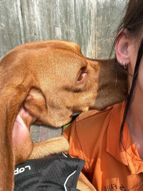 DOG OF THE MONTH - Woofie

I wonder what secrets Woofie is whispering in to his favourite human's ear?

Woofie isn't available for adoption just yet, as his rehabilitation is ongoing. 🧡

#DOTM #DogOfTheMonth #Woofie #WoofieDogOfTheMonth