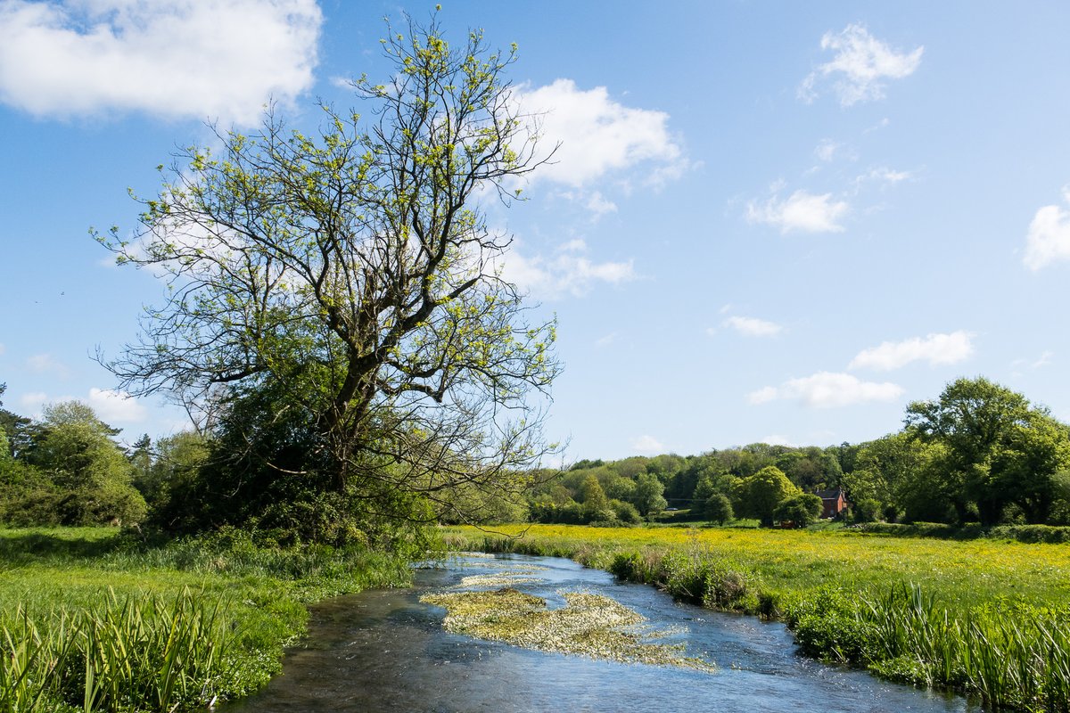 National Parks UK (@uknationalparks) on Twitter photo Exciting News from <a href="/sdnpa/">South Downs National Park</a>! Over a decade after a reintroduction program, water voles are thriving and breeding along the River Meon! A recent ecological report found over 2,500 signs of activity at 27 sites, with 20 showing breeding. #WorldHabitatDay #MondayMotivation Exciting News from <a href="/sdnpa/">South Downs National Park</a>! Over a decade after a reintroduction program, water voles are thriving and breeding along the River Meon! A recent ecological report found over 2,500 signs of activity at 27 sites, with 20 showing breeding. #WorldHabitatDay #MondayMotivation