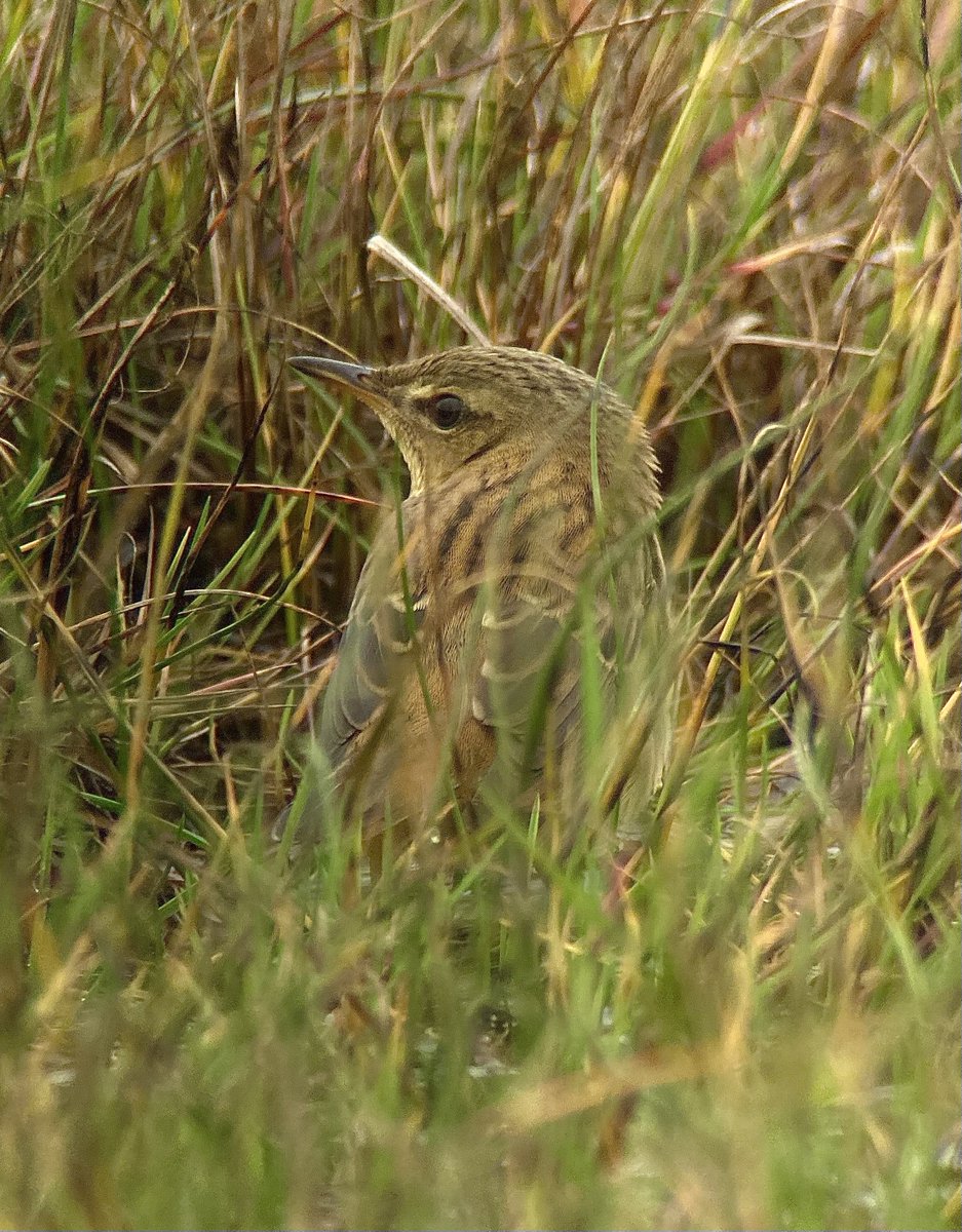 Pallas’s Grasshopper Warbler at Garth this afternoon was well worth a twitch!! Many thanks <a href="/AndrewRLawson1/">Andrew Lawson</a> and co