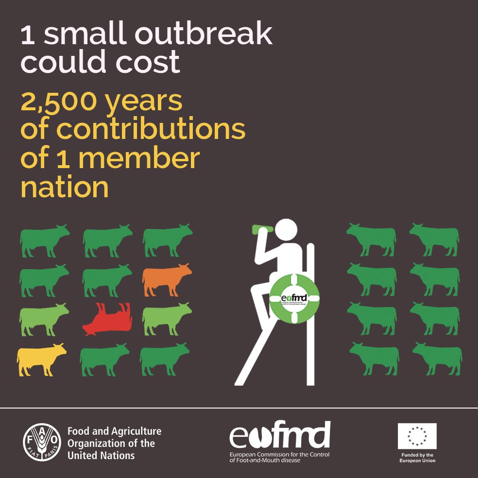 #FootandMouth Disease incursions can have devastating consequences in disease-free countries, making its prevention crucial. 🌍 

What is the cost of a small outbreak for a Member Nation?  
Find out more➡️ fao.org/eufmd/global-s…