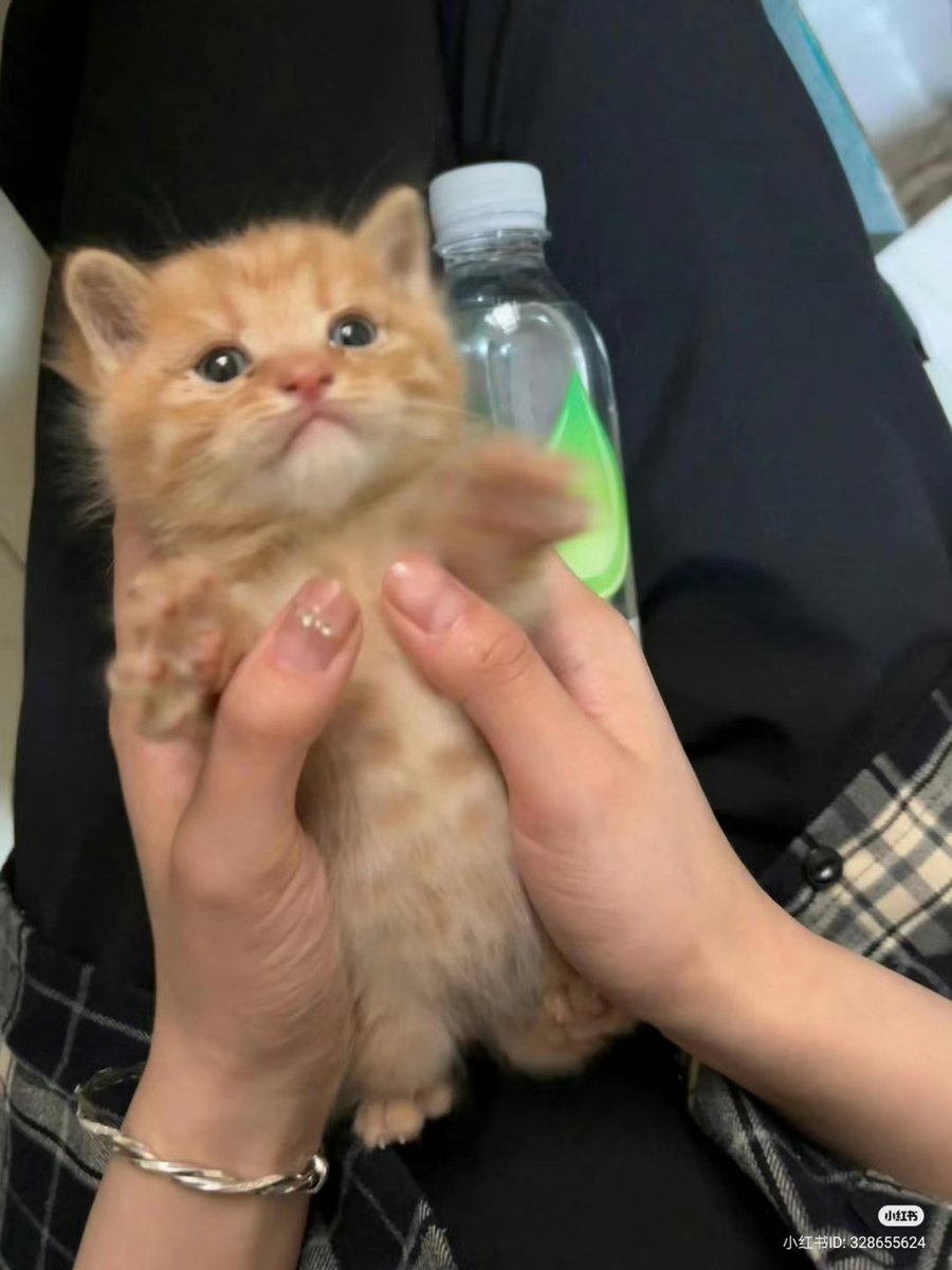 No Context Cats (@nocontextscats) on Twitter photo 