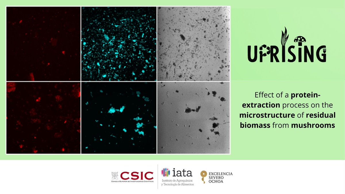 🔬👩‍🔬In the #UPRISING project at <a href="/iata_csic/">IATA CSIC</a> , we analyze the effect of a #green #protein_extraction on the microstructure of residual #biomasses from #mushrooms, applying #confocal scanning laser microscopy.

➡More details: biofun.csic.es/portfolio/upri…

<a href="/AgEInves/">Agencia Estatal de Investigación</a> <a href="/CienciaGob/">Ministerio de Ciencia, Innovación y Universidades</a>