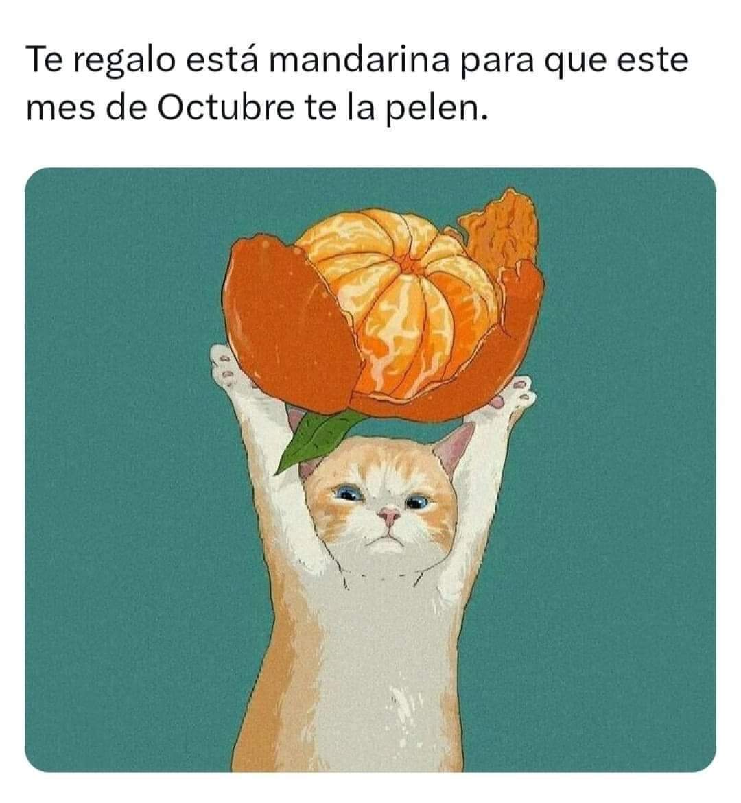 Ivonne Pacheco tweet media