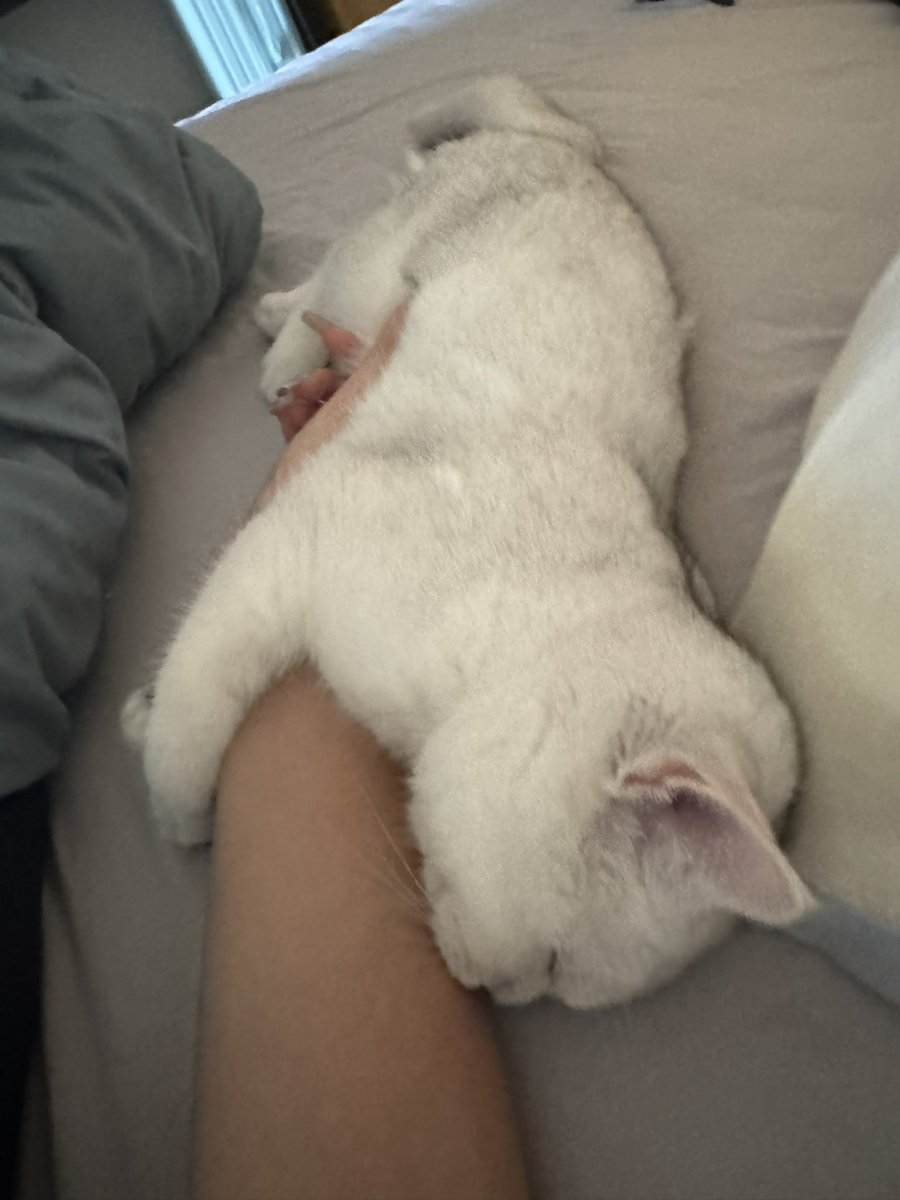 Q_bey233's tweet photo. 小猫也是拍上了人生照片 https://t.co/6FgTwsYJgi
