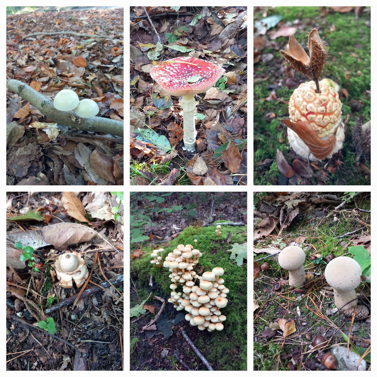 ljjuffer's tweet photo. Volop paddestoelen https://t.co/pGdczUci0F