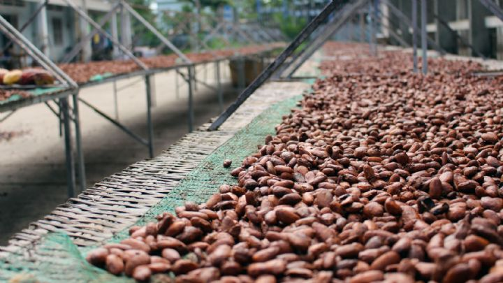 evelyne_deba's tweet photo. 🇨🇮🇨🇮🇨🇮 Côte d'ivoire: Le régulateur du Conseil du café et du cacao a saisi 33 camions transportant environ 1 100 tonnes de fèves de cacao de contrebande à la frontière avec la Guinée.

🇨🇮🇨🇮🇨🇮🇨🇮 https://t.co/TYjP3zw9eu