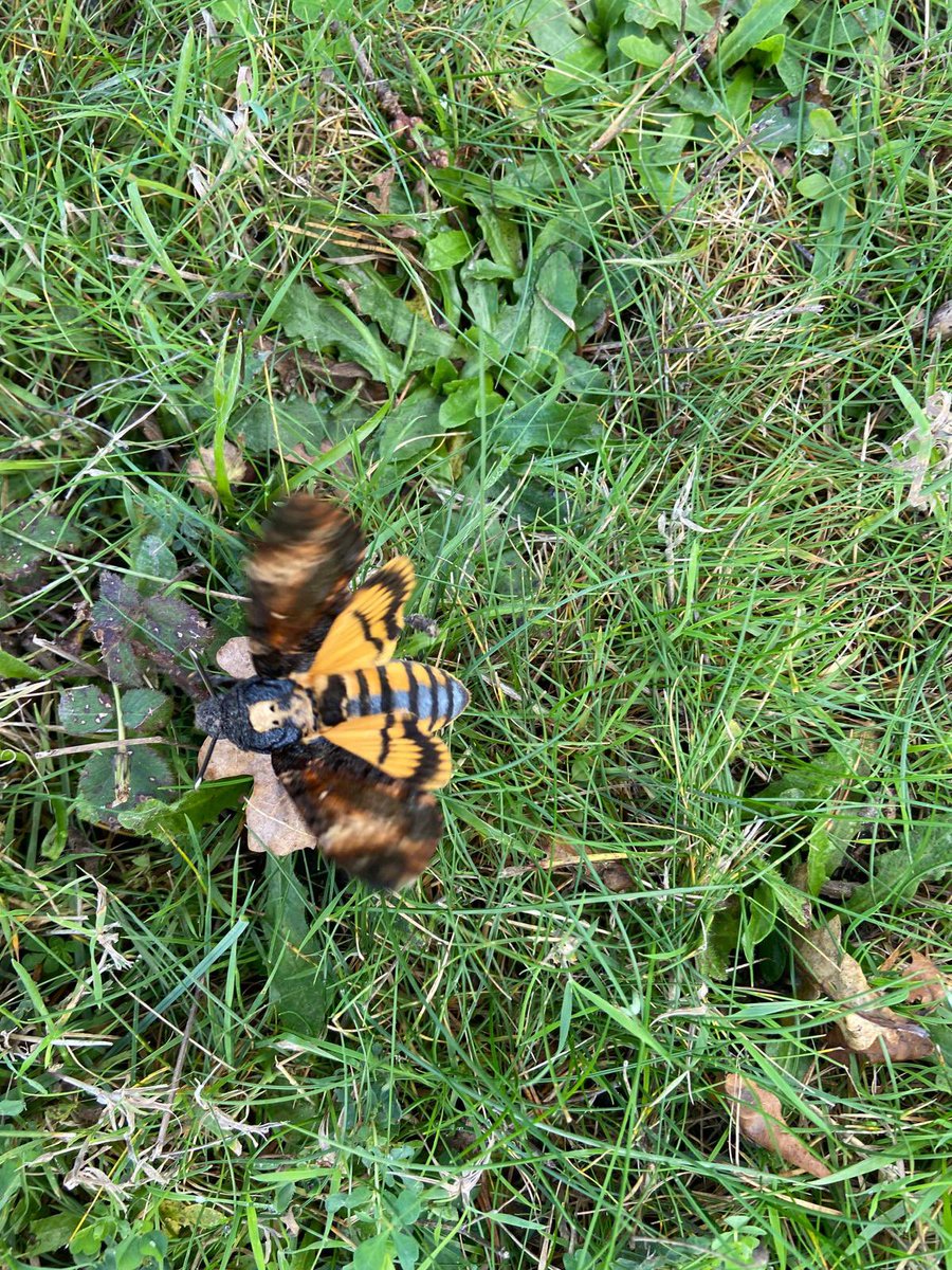 Worplesdon Golf Club tweet media