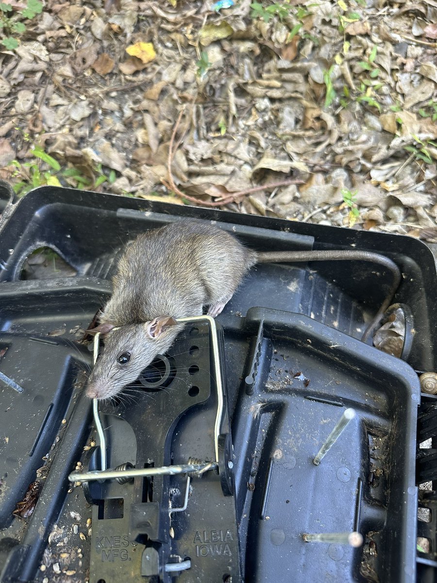 007bugman's tweet image. No more Mr. nice guy 😎