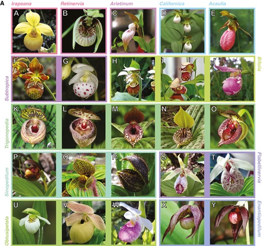 Diego F. Morales-Briones (@dfmoralesb) on Twitter photo Our Cypripedium paper's published version is in Annals of Botany now! <a href="/annbot/">Annals of Botany</a> doi.org/10.1093/aob/mc… Our Cypripedium paper's published version is in Annals of Botany now! <a href="/annbot/">Annals of Botany</a> doi.org/10.1093/aob/mc…