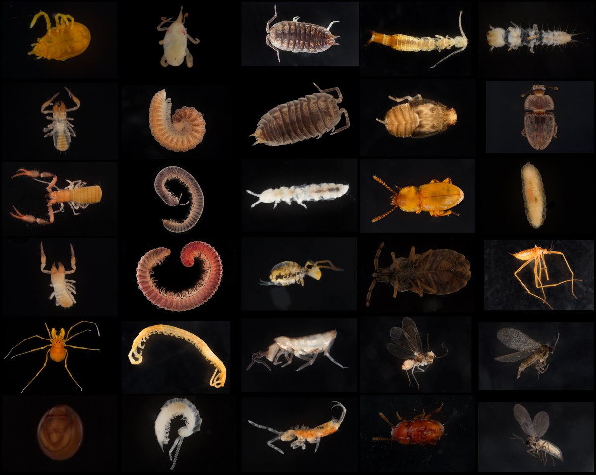 We seek a master's student to collaborate on a project investigating arthropod diversity of shallow subterranean habitats (SSH) in California. Sampling methodology here doi.org/10.3897/subtbi… A start date in the Spring 2025 semester is preferred. More at millipedes.ento.vt.edu/graduate-stude…