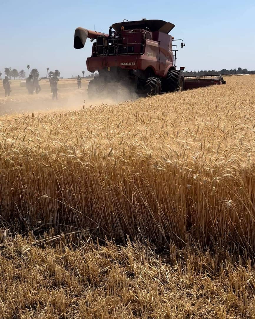 To safeguard wheat quality, timely harvesting before summer rains is crucial. Rainfall after physiological maturity can cause:
Sprouting (grain germination in the ear)
Downgrading of wheat
Reduced baking quality
Early summer rain escape ensures optimal wheat quality and value.