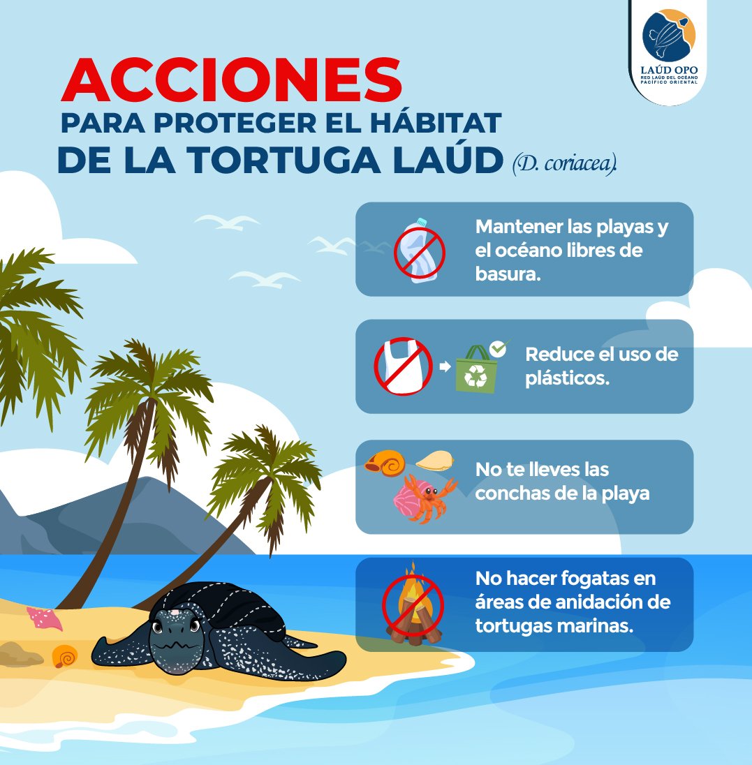 RedLaudOPO's tweet photo. Hoy 7 de octubre se celebra el día mundial del hábitat 🌅 

Recordando la importancia que el hábitat tiene para animales, plantas y microorganismos, te compartimos hoy acciones para cuidar y proteger el hábitat de la tortuga laúd. 🐢
.
#redlaúdopo #DíaMundialDelHábitat https://t.co/sN51cdcqHW