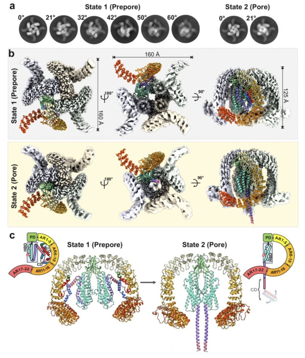 @sfb1348.bsky.social (@sfb1348) on Twitter photo Congratulations to <a href="/GatsogiannisLab/">Gatsogiannis Lab</a> and Andreas Heuer lab @Sfb1348 <a href="/uni_muenster/">Universität Münster</a> for their collaborative work using #cryoEM to decipher the structure and mode of action of black widow spider venom <a href="/NatureComms/">Nature Communications</a>
nature.com/articles/s4146… Congratulations to <a href="/GatsogiannisLab/">Gatsogiannis Lab</a> and Andreas Heuer lab @Sfb1348 <a href="/uni_muenster/">Universität Münster</a> for their collaborative work using #cryoEM to decipher the structure and mode of action of black widow spider venom <a href="/NatureComms/">Nature Communications</a>
nature.com/articles/s4146…