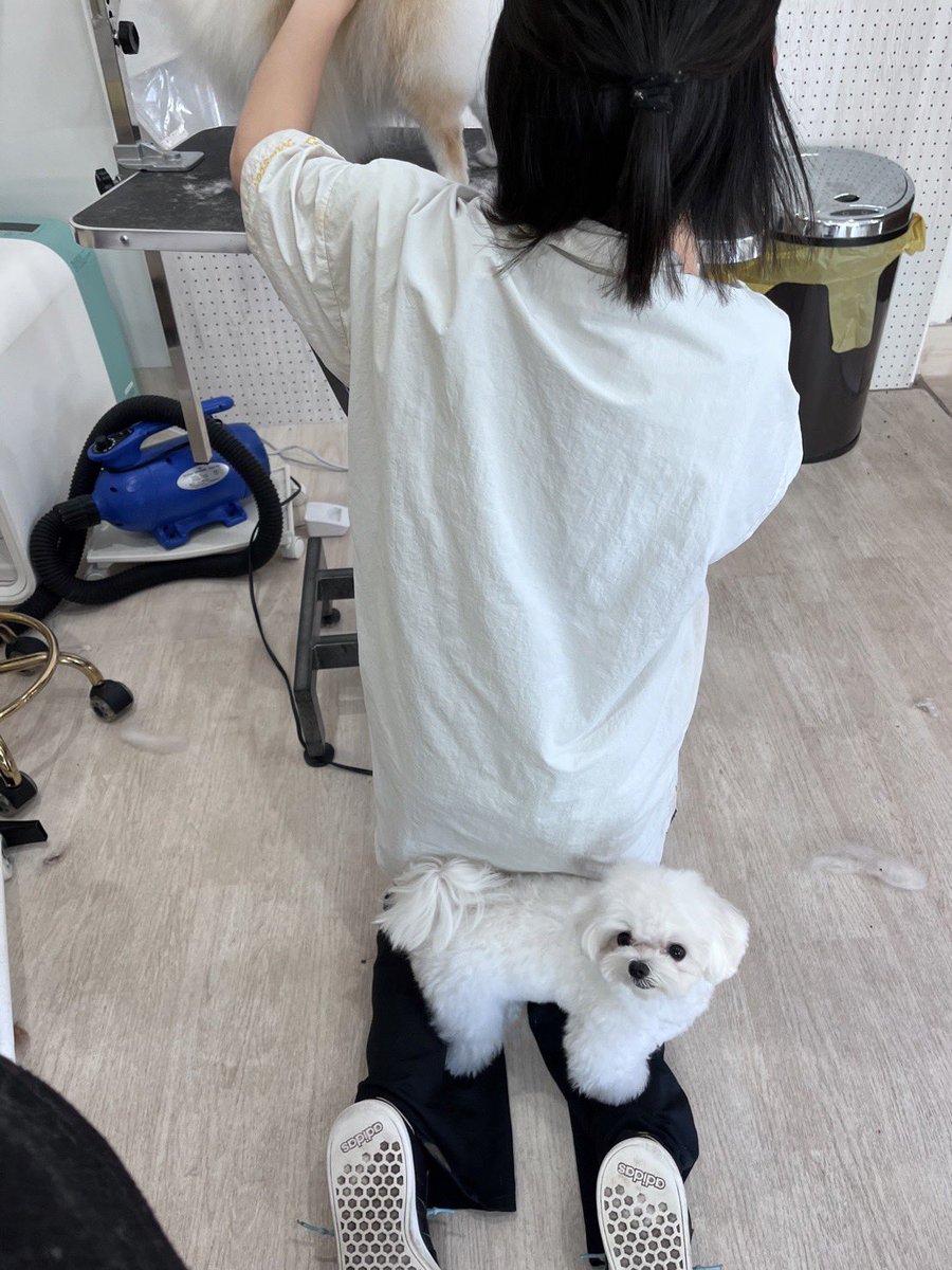 pretty_solulu's tweet photo. トリマーさんの邪魔しすぎ犬 https://t.co/V6whcBjBmb
