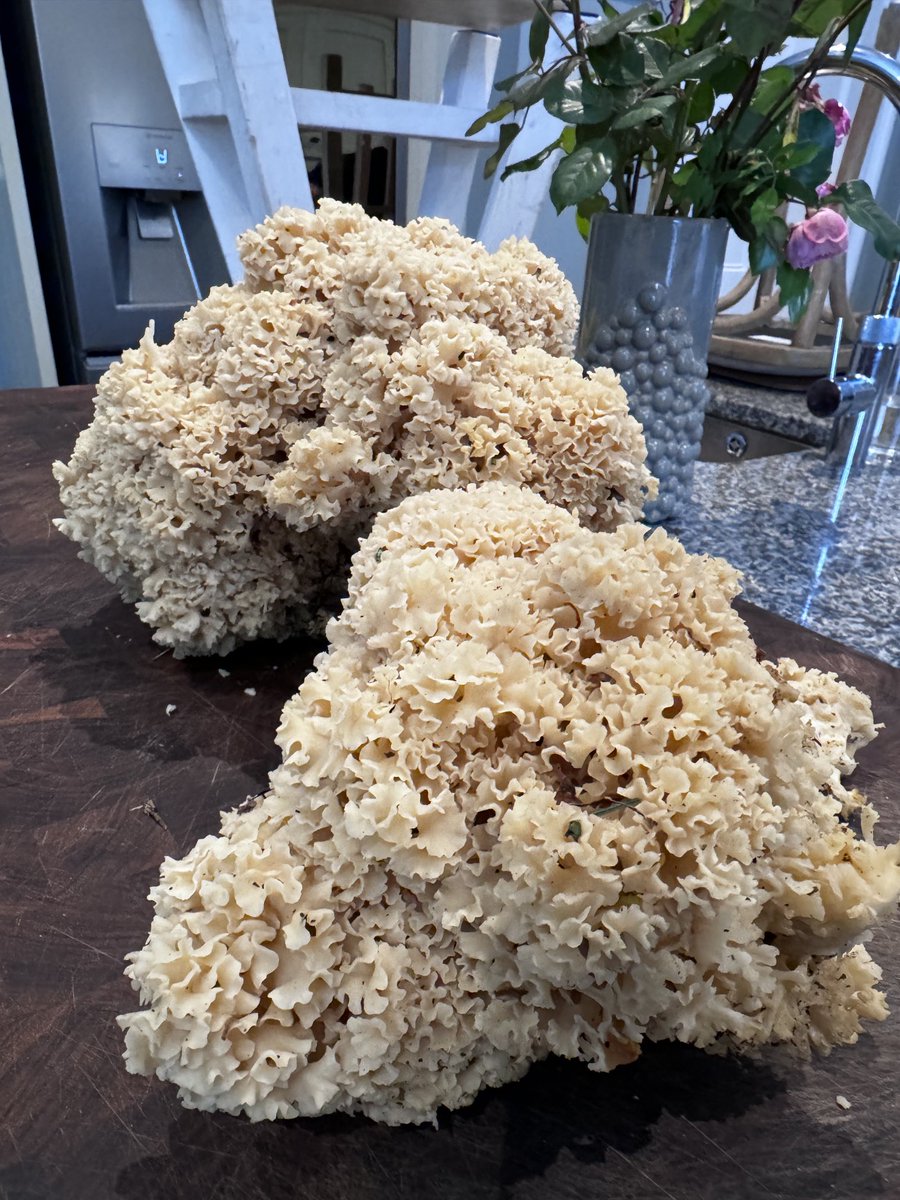 quantockenviro's tweet image. Cooking a giant mushroomy thing in the #Quantocks 🤗🍄 #mushroom