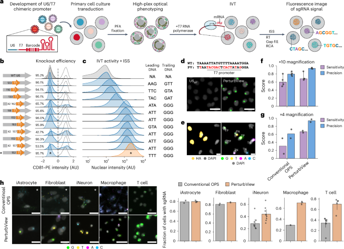 Nature Biotechnology (@naturebiotech) on Twitter photo Multiplexed, image-based pooled screens in primary cells and tissues with PerturbView - <a href="/eric_lubeck/">Eric Lubeck</a> go.nature.com/3ZVzqOi Multiplexed, image-based pooled screens in primary cells and tissues with PerturbView - <a href="/eric_lubeck/">Eric Lubeck</a> go.nature.com/3ZVzqOi