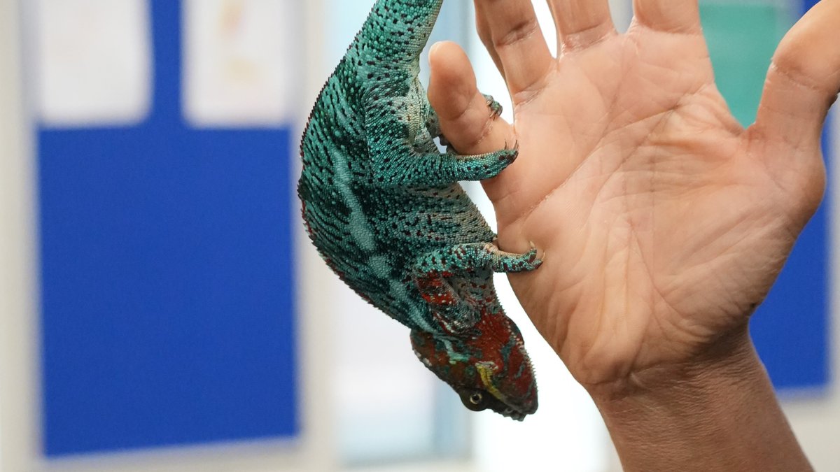 St Albans School tweet media