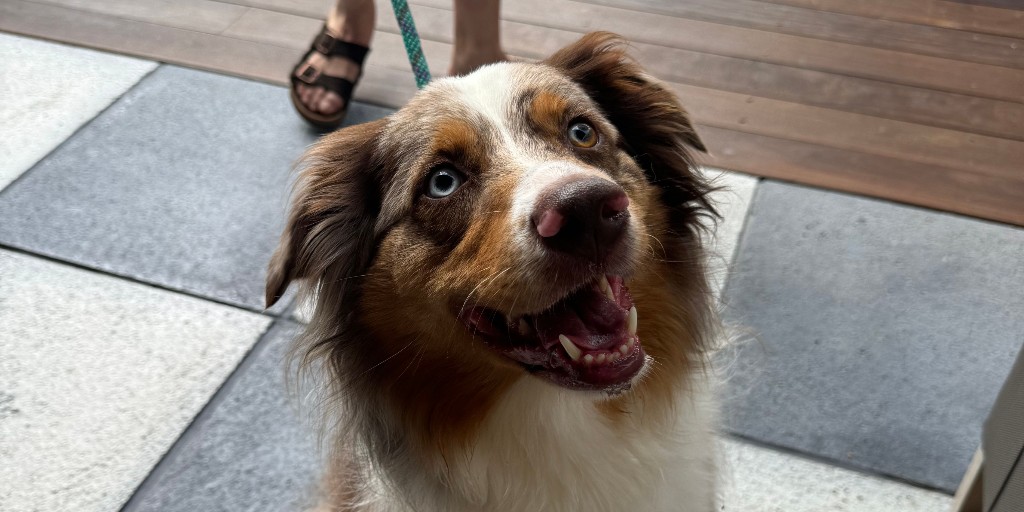 AvenueEastCobb's tweet photo. Experts recommend bringing your dog to hang out in The Plaza...

The experts: https://t.co/ZPasP9PUiz
