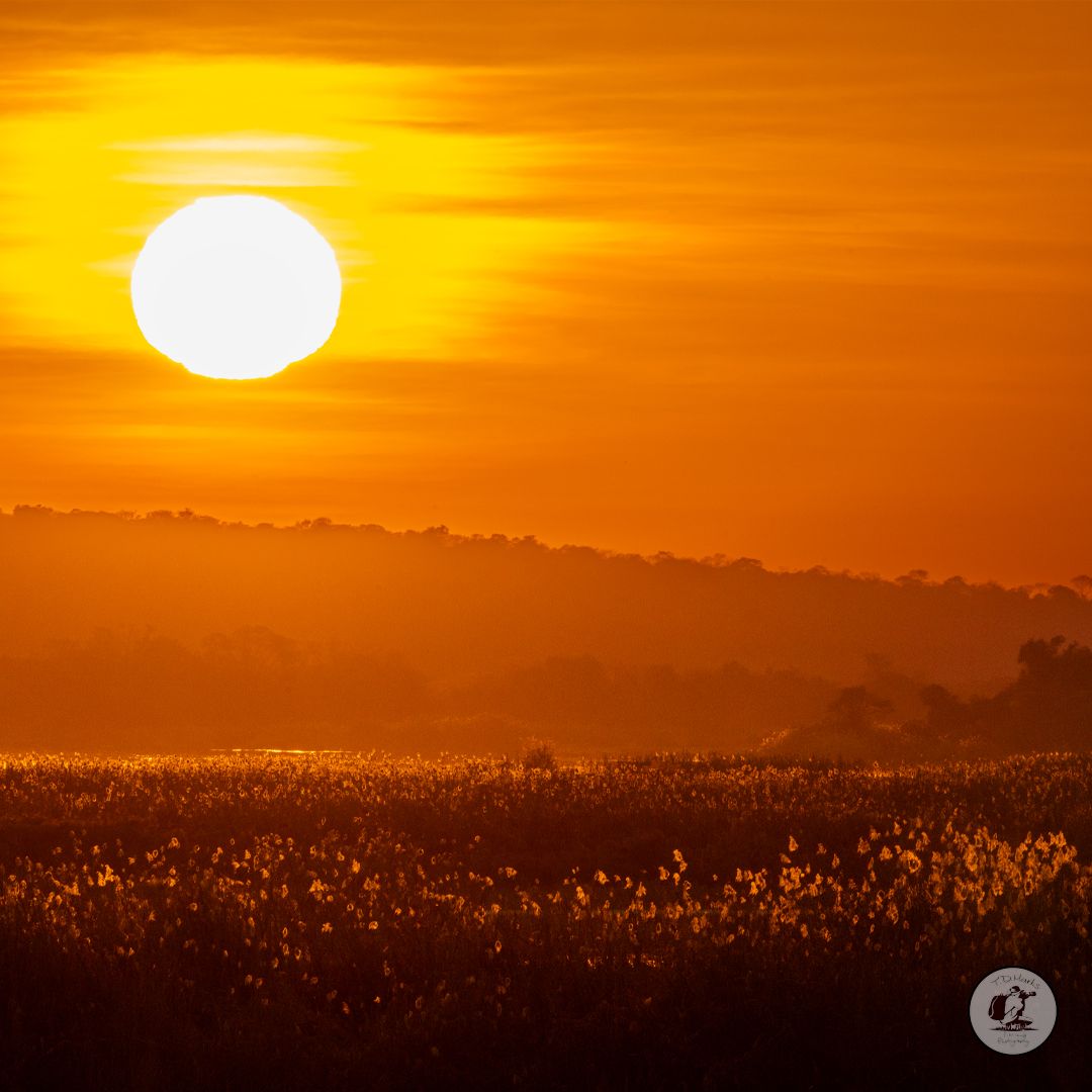Timothy Marks 🎥 🇿🇼 🐘 tweet media