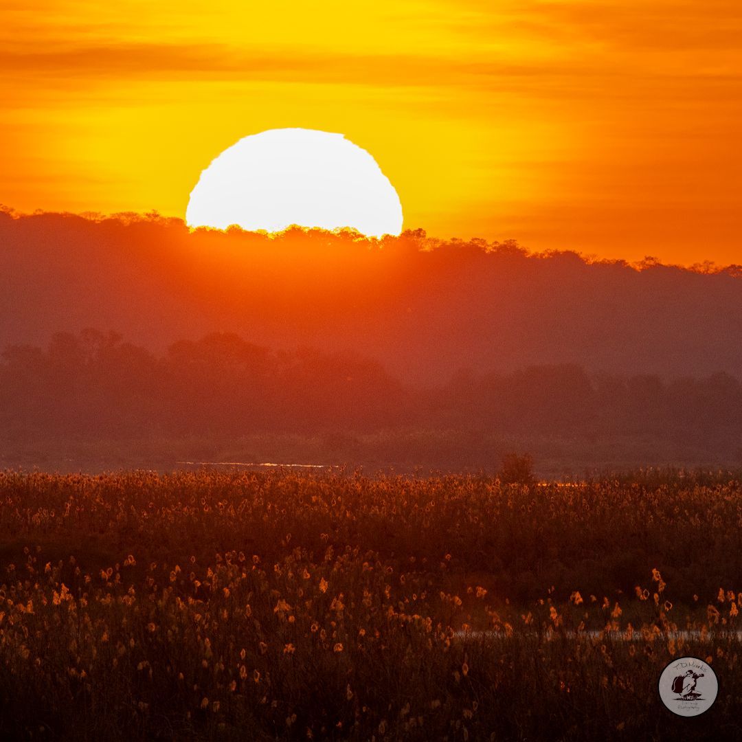 Timothy Marks 🎥 🇿🇼 🐘 tweet media