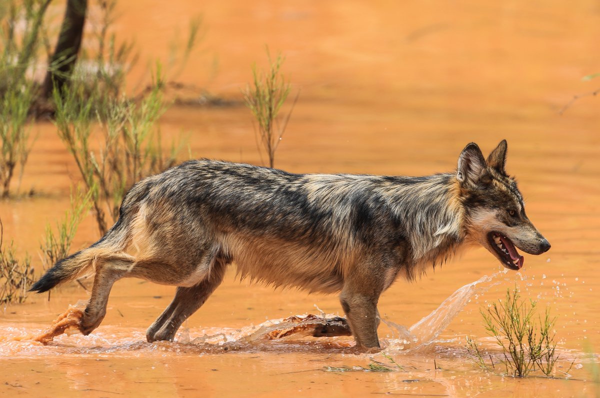Tandem Global (formerly WHC and WEC) (@tandemglobalorg) on Twitter photo #WHCMember <a href="/GMexico_oficial/">Grupo México</a> works with partners to rehabilitate and reintroduce Mexican gray wolves, a species that had been exterminated in the wild. Now, 50% of the Mexican wolves that have been released into the wild in Mexico come from this program. #MemberMonday #WHCMember <a href="/GMexico_oficial/">Grupo México</a> works with partners to rehabilitate and reintroduce Mexican gray wolves, a species that had been exterminated in the wild. Now, 50% of the Mexican wolves that have been released into the wild in Mexico come from this program. #MemberMonday