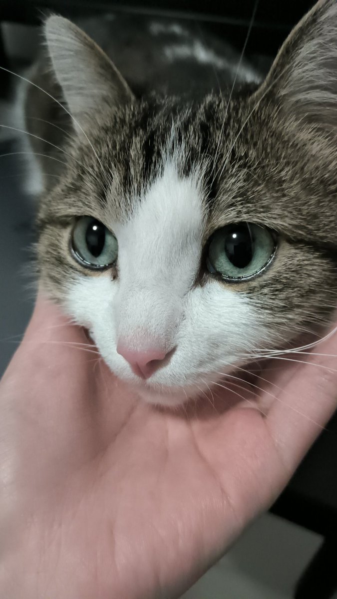 Akina🐸🎵 Not Frog Vtuber tweet media