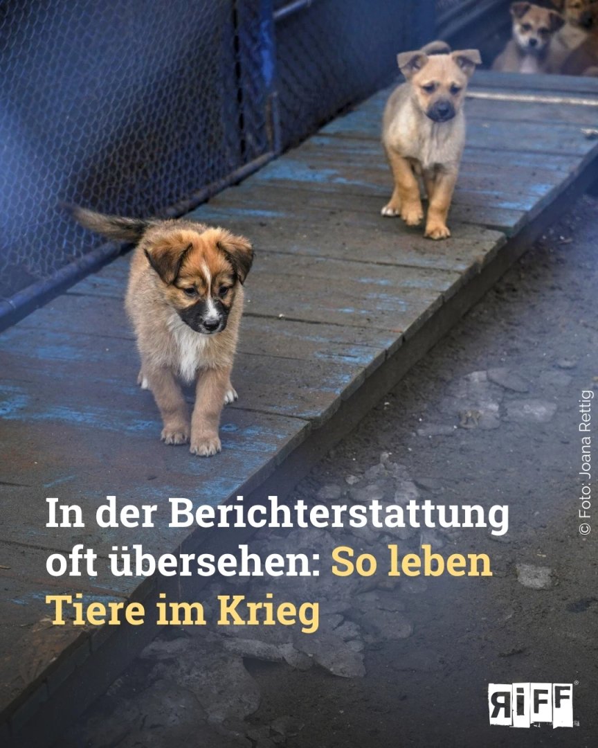 RiffReporter (@riffreporter) on Twitter photo Egal, ob Mensch oder #Tier – der #Krieg in der #Ukraine verändert Leben. RiffReporterin <a href="/Joe_to_the_Ana/">Joana Rettig</a> erzählt in ihrer Foto-#Reportage die Geschichte derjenigen, die sonst keine Stimme haben. So erleben #Tiere die Kämpfe: #russland #fotografie riffreporter.de/de/internation… Egal, ob Mensch oder #Tier – der #Krieg in der #Ukraine verändert Leben. RiffReporterin <a href="/Joe_to_the_Ana/">Joana Rettig</a> erzählt in ihrer Foto-#Reportage die Geschichte derjenigen, die sonst keine Stimme haben. So erleben #Tiere die Kämpfe: #russland #fotografie riffreporter.de/de/internation…