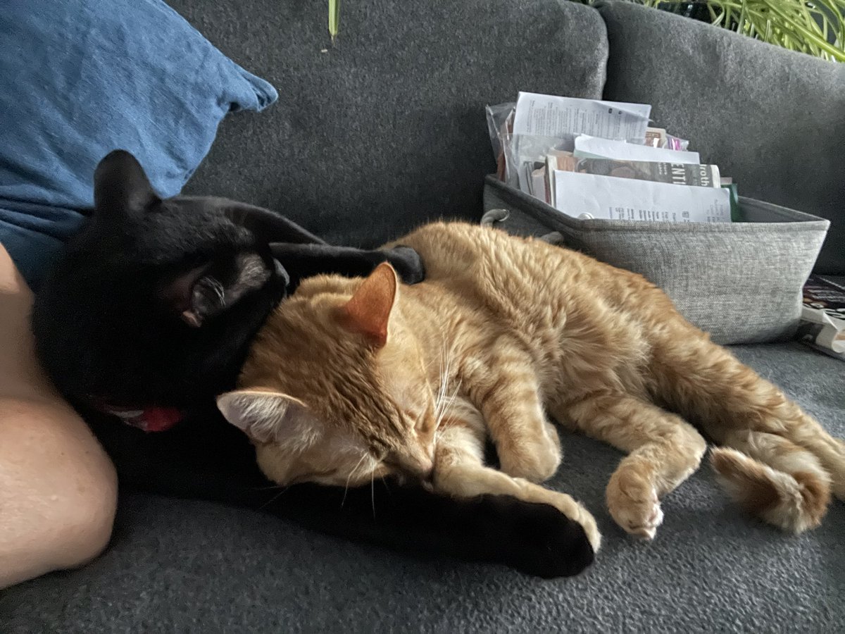 Kristina Swallow tweet media