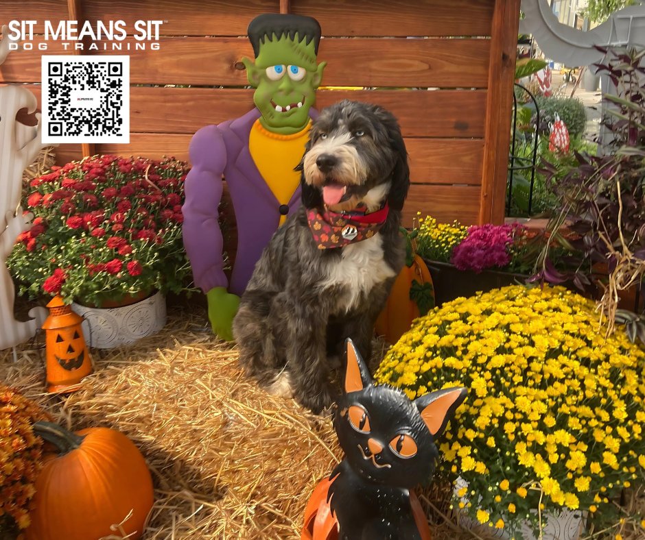 SitMeansSitMTN's tweet image. 🎃👻 #Halloween  Monday is here! 🎃👻
Bring your furry friends to the Co-op, for some spooky fun! If you’d like to snap some adorable photos of your dog in our Halloween-themed area, stop by anytime. 

Invite your friends and let’s make it a howling good time! #spookypups