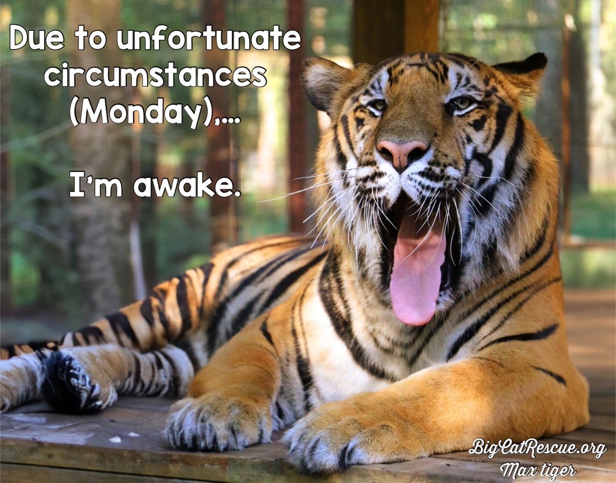 BigCatRescue's tweet photo. “Due to unfortunate circumstances (Monday)… I’m awake. “
#MaxTiger #BigCatRescue #Tiger #Monday #MondayMood #Quotes #Funny #Cute #CaroleBaskin https://t.co/9HXMy6aIoW