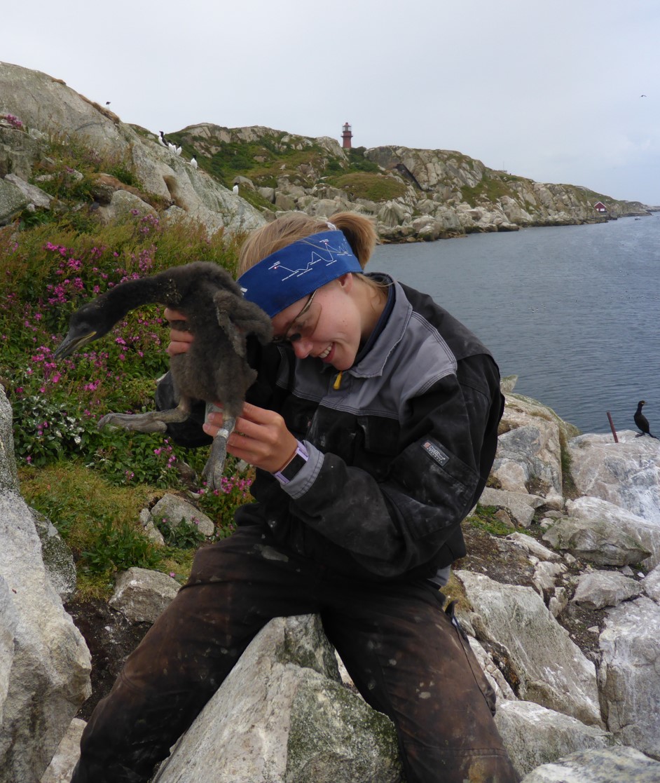 New article on #plastics in #faeces samples of shag chicks. 25 out of 36 samples contained microplastics &gt; 100 µm; we found 17 particles per g dry mass and clear evidence for parental transfer of plastics 
#seabirds #pollution <a href="/NINAnature/">NINAnature</a> <a href="/SEAPOP4/">SEAPOP</a>
sciencedirect.com/science/articl…