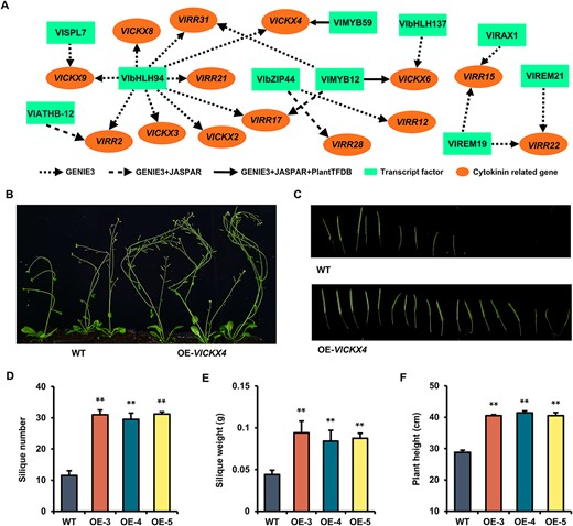 Hortres's tweet photo. Study uncovers VlMYB59-VlCKX4 module promoting grape fruit set via cytokinin regulation. Overexpression enhances Arabidopsis fruit set. #GrapeFruitSet #MolecularMechanism @OxfordJournals 
Details:https://t.co/j5zgoN4GZb https://t.co/OMAluY9HBW